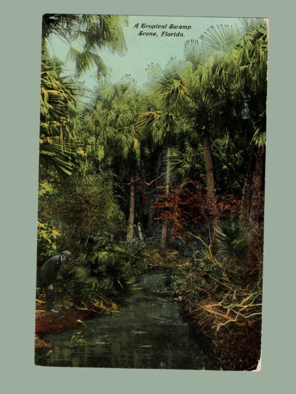 POSTCARD SALE 10/$20 Florida 1911 Tropical Jungle Used Postcard